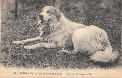 Scenes Et Types Des Pyrenees - Chien Des Pyrenees