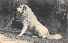 Les Pyrenees - Chien De Montagne