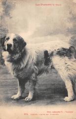 Viscos - Chien Des Pyrenees à Viscos