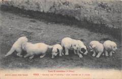 Les Pyrenees - Chiens Des Pyrenees - Une Portee De 8 Jours