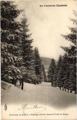 Paysage d'hiver dans la Foret de Haye