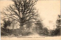 Foret de Chateau la Valliere Chene de la Virge