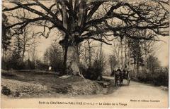 Foret de Chateau la Valliere le Chene de la Vierge