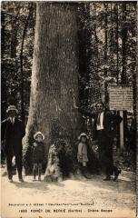Foret de Berce Chene Boppe -
													72 Sarthe
												