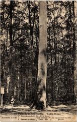 Foret de Berce Chene Boppe -
													72 Sarthe
												