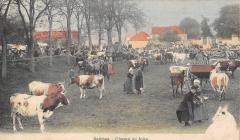 Seiches - Champ De Foire - Vaches -
													49 Maine et Loire
												