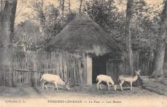 Pougues Les Eaux - Le Parc - Les Daims à Pougues-les-Eaux