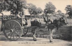 Ile De Re - Curieux Attelage D'Un Boeuf -
													17 Charente Maritime
												