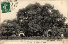 Villennes s Seine Le Sophora en fleurs France