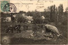 Vaches au paturage France