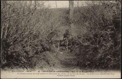 Bois de la Grande-Palud à La Forest-Landerneau