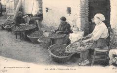 Agen - Triage De La Prune à Agen