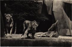 Paris Bois de Vincennes Parc Zoologique Lion