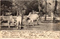 Jardin d'acclimatation du Bois de Boulogne - Les Zébus à Neuilly-sur-Seine