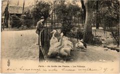 Paris 5e Jardin des Plantes Les Pélicans à Paris 5e