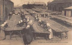 57 Quiberon - Femmes Des Usines Mettant Leur Sardines A Secher -
																					56170 Quiberon
																			