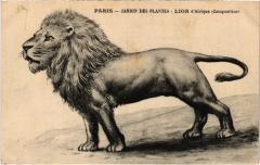 Paris 5e Jardin des Plantes Lion d'Afrique à Paris 5e