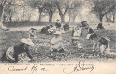 En Provence - Cueillette Des Violettes à Vence