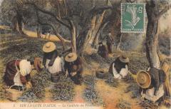 Sur La Cote D'Azur - La Cueillette Des Violettes