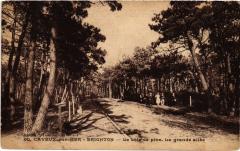Cayeux le bois de pins