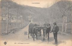 Attelage Auvergnat - Boeufs Gros Plan