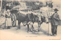 Vichy - Retour Du Marche - Attelage De Boeufs - Gros Plan -
																					03200 Vichy
																			