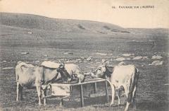 Paturage Sur L'Aubrac - Vaches