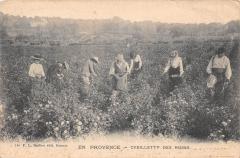 En Provence - Cueillette Des Roses -
																					06140 Vence
																			