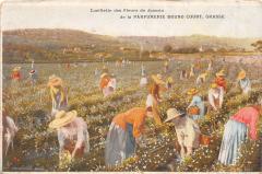 Grasse - Cueillette Des Fleurs De Jasmin - Parfumerie Bruno Court -
																					06520 Grasse
																			