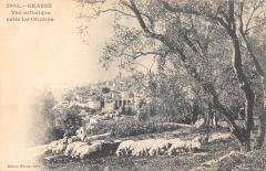 Grasse - Vue Artistique Entre Les Oliviers -
																					06520 Grasse
																			
