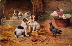 Dogs -
													69 Rhône
												