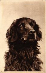 Dogs -
													69 Rhône
												