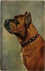 Boxer Dogs -
													69 Rhône
												