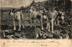 Dogs -
													69 Rhône
												