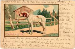 Braque de l'Ariege Dogs -
													69 Rhône
												