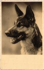 Dogs -
													69 Rhône
												