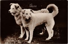 Chums Dogs -
													69 Rhône
												