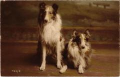 Dogs -
													69 Rhône
												