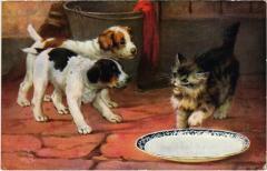 Puppies and cat Dogs -
													69 Rhône
												