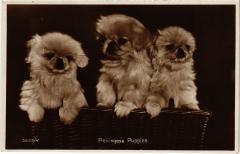 Pekingese puppies Dogs -
													69 Rhône
												