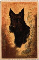 Dogs -
													69 Rhône
												