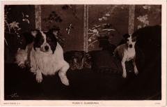 Pussy's Guardians Dogs -
													69 Rhône
												