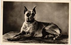 Boxer Dogs -
													69 Rhône
												