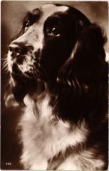 Spaniel Dogs -
													69 Rhône
												