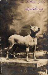 Dogs -
													69 Rhône
												