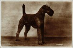 Airedale Dogs -
													69 Rhône
												