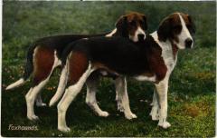 Foxhounds Dogs -
													69 Rhône
												