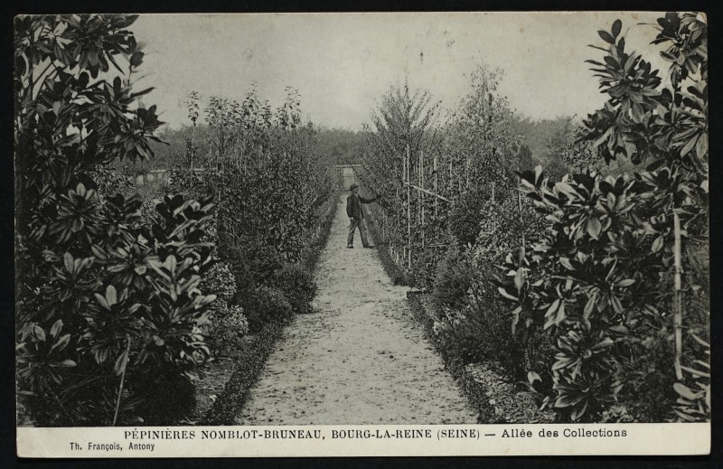 Carte postale ancienne Pépinières Nomblot-Bruneau - Allée des Collections à Sceaux
