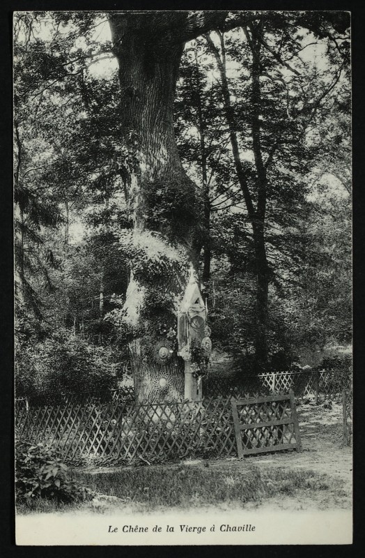Carte postale ancienne Le Chêne de la Vierge à Chaville à Chaville