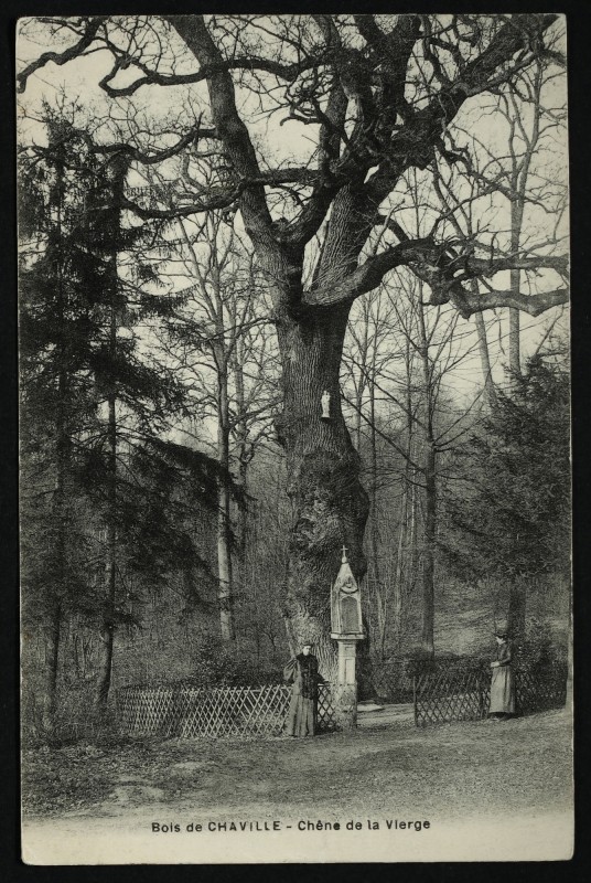 Carte postale ancienne Le Chêne de la Vierge à Chaville à Chaville